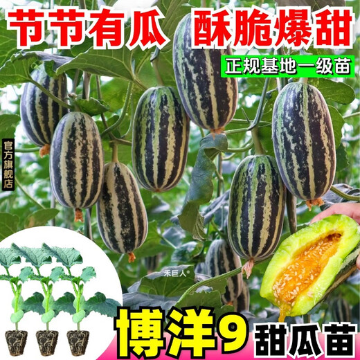 1163 items sold in 30 days. Super sweet Boyang No. 9 melon seedlings, cantaloupe seedlings, muskmelon seedlings with soil, horn honey and green treasure. Boyang melon seedlings/crisp and sweet/regular base seedlings. Buy 10+4 and send 14 seedlings +2 bags of fertilizer+tutorial.