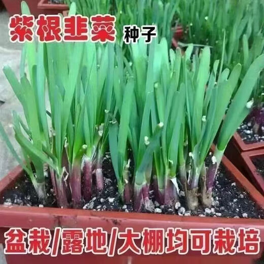 Shop purple-rooted red-rooted broad-leaved single-rooted red leek seeds with large leaves and heat-resistant and cold-resistant white leek seeds. Root red leek seeds Dhr66*heat-resistant and cold-resistant#-about 1000 capsules