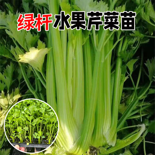 Store hot-selling green stem lambada fruit celery seedlings spring and autumn four seasons balcony potted small red parsley root green stem lambada fruit celery seedlings 40 + 10 trees