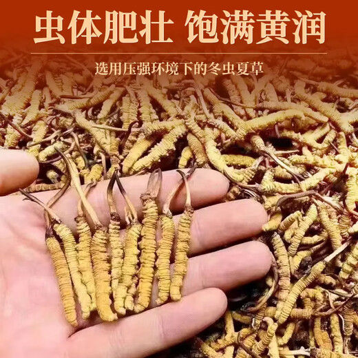 Snowland blessing high altitude pure natural Cordyceps gift box Good gift gift box 150g fine wooden box 3 sticks 1 gram