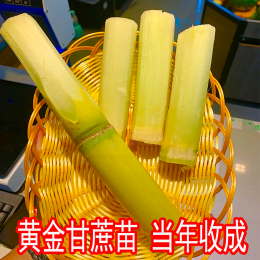 The new hand-peeled thin-skinned green-skinned sugarcane seedlings golden sugarcane seedlings are harvested that year, and the sugarcane seeds are less than 0.3cm. The golden sugarcane seeds are 10 buds, virus-free and high-yielding.