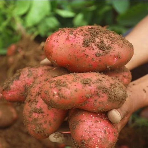 Hebei red-skinned large potatoes, fresh yellow-heart potatoes, freshly dug potatoes, ground eggs, potato noodles, hot pot wholesale, red-skinned large potatoes, 3Jin Jin is equal to 0.5kg, net weight, single fruit 150g+