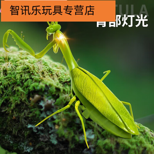 山头林村遥控螳螂电动玩具整蛊神器蟑螂男孩会动的蜘蛛爬行小动物 遥控螳 [经典版-遥控蜈蚣]黄黑款9901