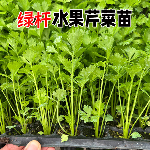 Store hot-selling green stem lambada fruit celery seedlings spring and autumn four seasons balcony potted small red parsley root green stem lambada fruit celery seedlings 40 + 10 trees