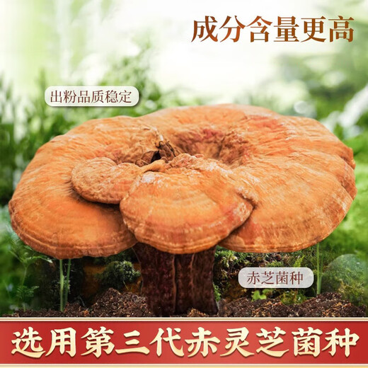 内廷上用北京同仁堂葛根灵芝孢子粉胶囊孢子粉萃取营养保健品送礼 0.4g*40粒/罐