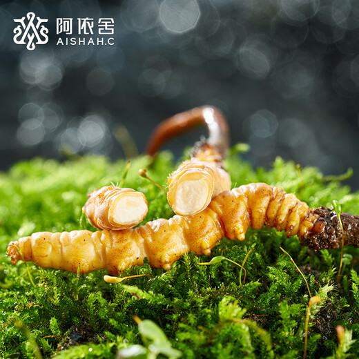阿依舍新鲜冬虫夏草20克大号头茬鲜断草鲜冬虫草【源头直发】包邮