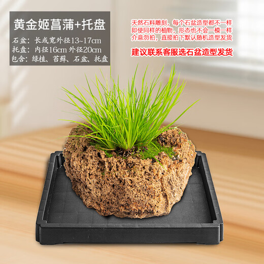 Stone flowerpot absorbs water, water-stained stone, original stone, natural flowerpot with asparagus, bamboo, calamus, succulent plant micro-landscape pot, 13-17cm stone pot + golden calamus package 2