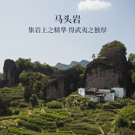 Wuyi Ruifang Oolong Teelpfer Horse Touyan Wuyiyan Teerpferd Touyan Cinnamon Special 50g Zhengyan Food Gift Box Tee Blätter