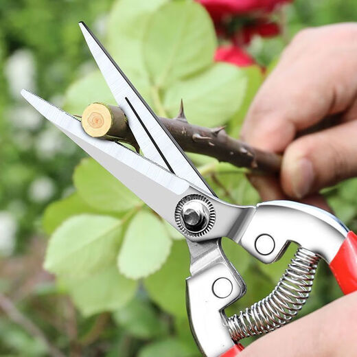Yanran stainless steel fruit picking scissors, gardening scissors, pruning shears, imported grape pitaya scissors, special scissors for picking pepper, stainless steel fruit picking scissors, 1 pair