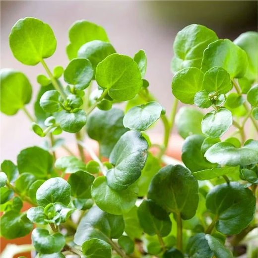 Xiangbin Four Seasons Guangdong Watercress Seeds Field Planting Wild Aquatic Balcony Easy to Plant Live Vegetable Seeds Watercress Seeds Watercress Seeds 3g Original x5 Pack