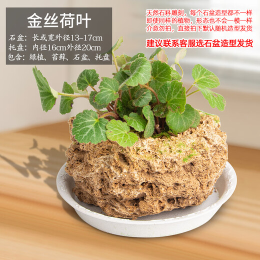 Stone flowerpot with water-absorbing stone, raw stone, natural flowerpot with asparagus, bamboo, calamus, succulents, micro-landscape pot, 13-17cm stone pot + golden lotus leaf, package one
