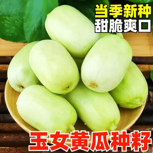 Mini Jade Girl Fruit Cucumber Seeds, raw, crispy, sweet and residue-free small cucumber seeds for four seasons potted balcony vegetable seeds Jade Girl Fruit Cucumber Seeds, mini type, about 101 pieces, new species this year
