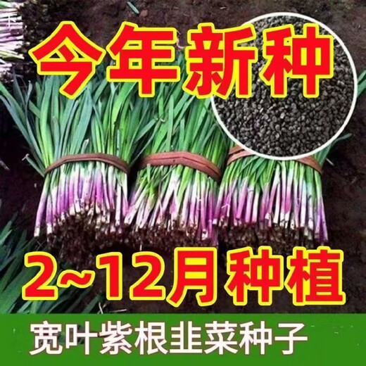 Shop purple-rooted red-rooted broad-leaved single-rooted red leek seeds with large leaves and heat-resistant and cold-resistant white leek seeds. Root red leek seeds Dhr66*heat-resistant and cold-resistant#-about 1000 capsules