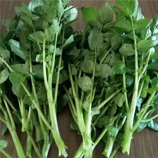 Xiangbin Four Seasons Guangdong Watercress Seeds Field Planting Wild Aquatic Balcony Easy to Plant Live Vegetable Seeds Watercress Seeds Watercress Seeds 3g Original x5 Pack
