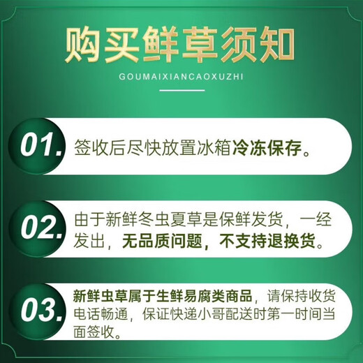 新鲜冬虫夏草真空锁鲜包装顺丰冷链产地直发精选大草新鲜头期虫草 西藏那曲鲜虫草每条0.5克50条装