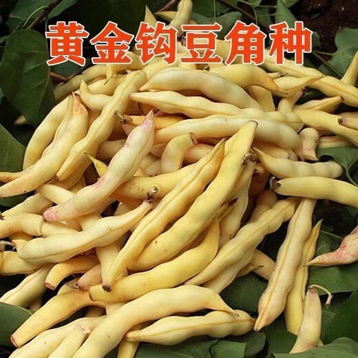 Golden Hook Bean Seeds Golden Hook Northeastern Oil Carob Seeds Gluten-free and Fire-free Yellow Early Golden Hook Bean Seeds Easy to Plant Original 2 Packs About 60 Grains Free Fertilizer
