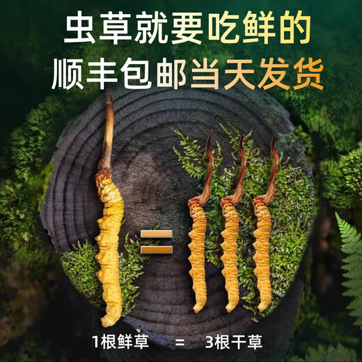 
Genuine 2025 fresh Cordyceps sinensis stubble Cordyceps sinensis 0.8g/root of fresh Cordyceps sinensis SF Express cold chain shipment Tibet fresh grass 1.0-1.2g each 50 pieces are given 3 pieces