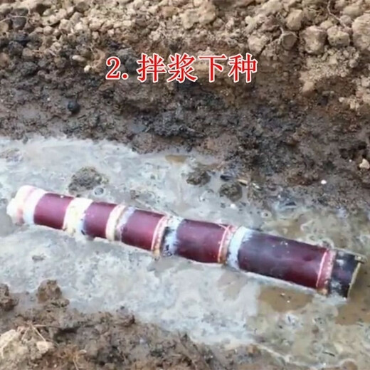 Authentic Guangxi black-skinned sugarcane seedlings can be potted with 3 to 4 buds per root in the middle section and high survival rate. 5 black-skinned sugarcane seedlings