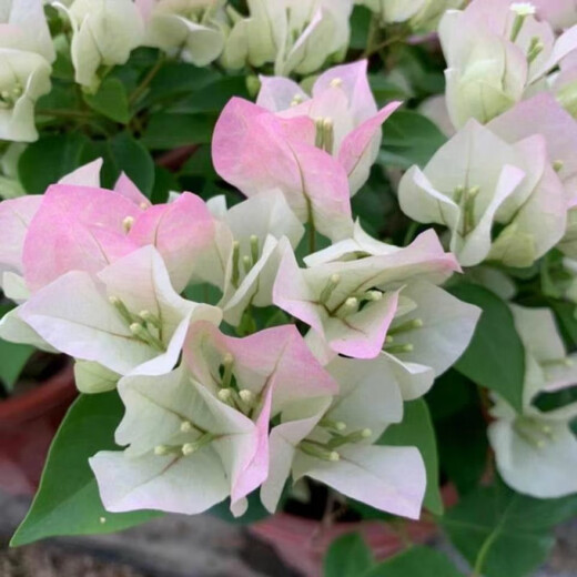 1158 people praised the four-season flowering bougainvillea seeds, authentic Brazilian rare variety climbing vine with three double petals, coconut ice, bougainvillea seeds, 20 capsules
