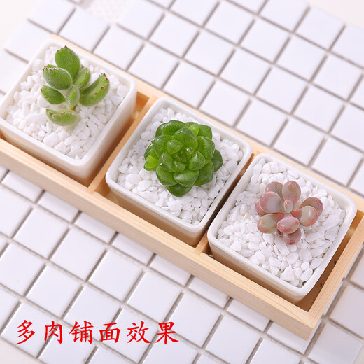 Runhuanian succulent paving stones, small colored stones, flower pots, green plants, white stones, colorful stone pots, flower growing stones, decoration, small colored stones 2g (used for flower pot paving or soil mixing)