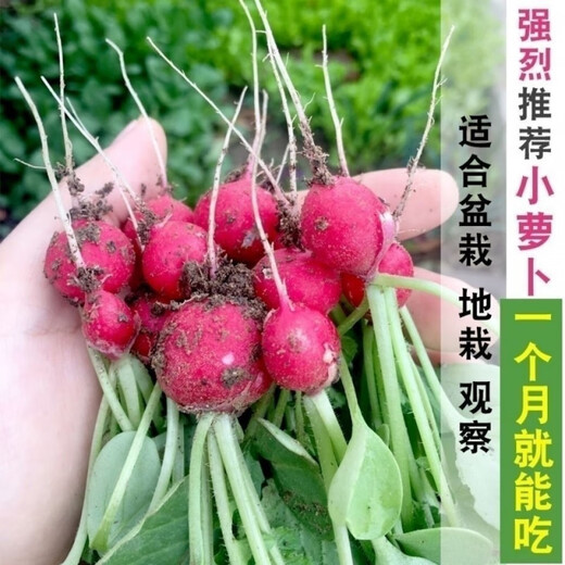 Collected by 20,000 people Four seasons cherry radish and fruit radish, eaten raw, red-skinned, white-fleshed radish, crispy, sweet and juicy Four seasons cherry radish and fruit radish (newly planted this year) Selected 1 pack (about 300 pieces)