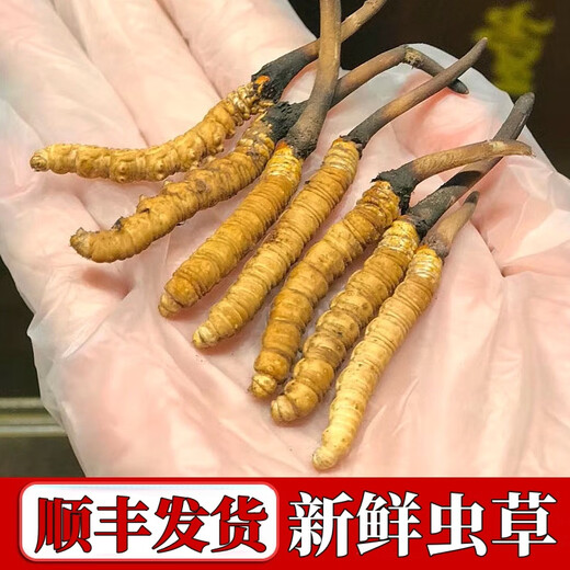 
Fresh Cordyceps sinensis 2025 Selected Alpine Fresh Cordyceps SF Express Cold Chain Direct Hair 1.2-1.4 grams/100 roots Tibet fresh grass 1.2-1.4 grams each 50 pieces of 3 pieces of free