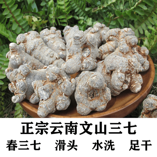 
Xiao Churen [Official Direct] Selected Panax notoginseng Yunnan Wenshan Selected Spring Panax notoginseng Authentic Tianqi Selected 15 heads and 15 without cutseng 500 grams [Medical Effect King]