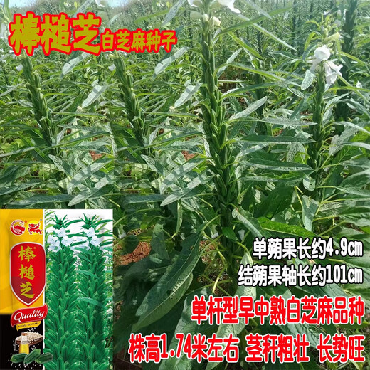 Кунжутные палочки, капсула, плотные и долговечные, устойчивые к болезням и полеганию, семена черного кунжута для посева весной, летом и осенью, высокомасляные восьмигранные кунжутный король оригинальный 100г восьмигранный