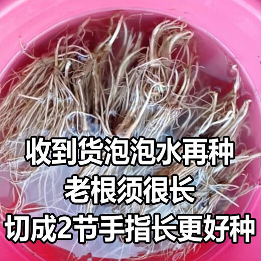 Vegetable seedlings, leek root seedlings, freshly planted root seedlings, four-season balcony potted ground leaf vegetable seedlings, leek root seedlings, 100 chive root seedlings