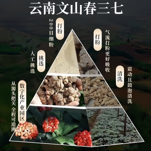Taicheng yanyu 100% puro Panax Notoginseng Powder auténtico Yunnan Wenshan seleccionado 18 Especial en polvo ultra fino enlatado y activador de sangre fresco para regular el azúcar en la sangre
