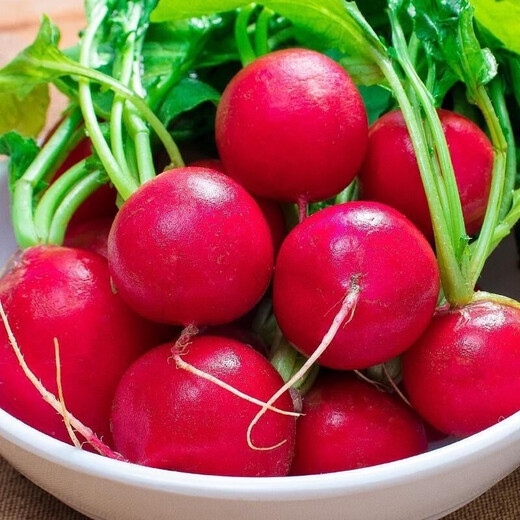 Collected by 20,000 people Four seasons cherry radish and fruit radish, eaten raw, red-skinned, white-fleshed radish, crispy, sweet and juicy Four seasons cherry radish and fruit radish (newly planted this year) Selected 1 pack (about 300 pieces)