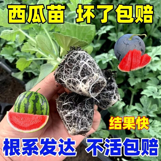 Watermelon seedlings grafted 8424 Extra Sweet Kirin Super Sweet Seedless Midu Watermelon Seedlings Potted Watermelon Seedlings Fire Super Sweet Buy 4+2 (Real Harvest 6) + Fertilizer