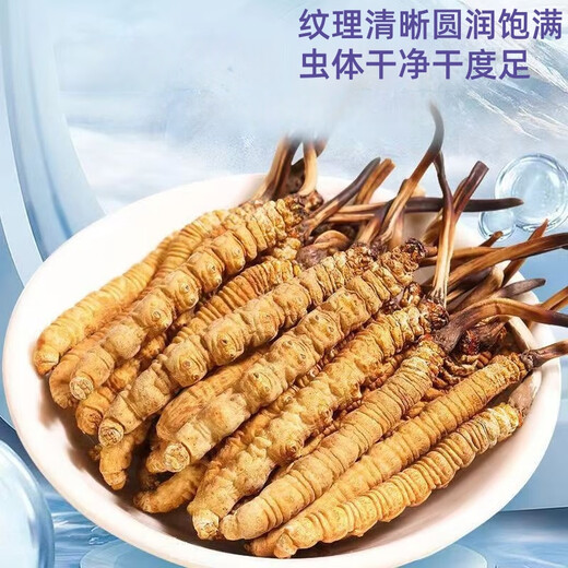 Sélectionné Cordyceps Sinensis Cordyceps Sinensis Haute à altitude Cordyceps Sinensis Boad peut être sélectionné Nago Cordyceps Sinensis 0,6 50 pièces par gramme - 3 pièces