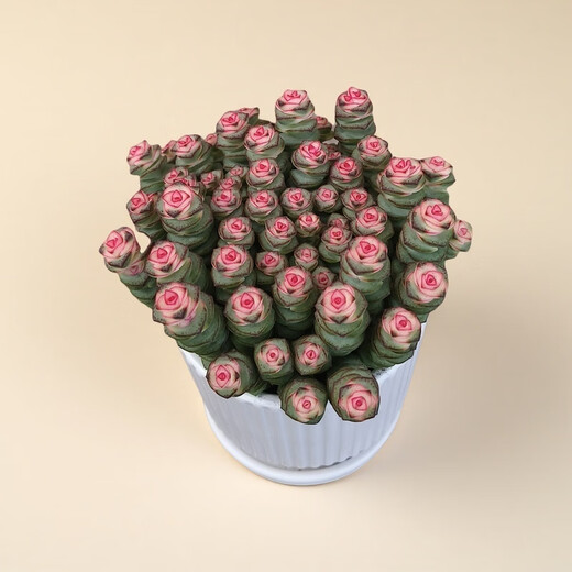 Qian Chuan Chuan 1 pot of succulent plant Qian Chuan Chuan