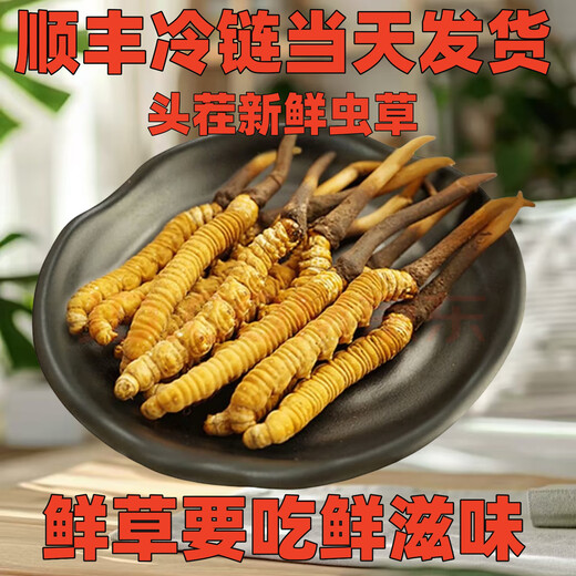 
Genuine 2025 fresh Cordyceps sinensis stubble Cordyceps sinensis 0.8g/root of fresh Cordyceps sinensis SF Express cold chain shipment Tibet fresh grass 1.0-1.2g each 50 pieces are given 3 pieces