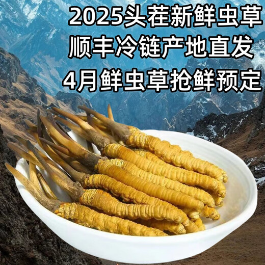 新鲜冬虫夏草真空锁鲜包装顺丰冷链产地直发精选大草新鲜头期虫草 西藏那曲鲜虫草每条0.5克50条装