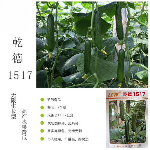 汇种草农1517水果黄瓜种子上海口感小青瓜无刺水果黄瓜种子嫁接苗 干德1517黄瓜种子 1000粒