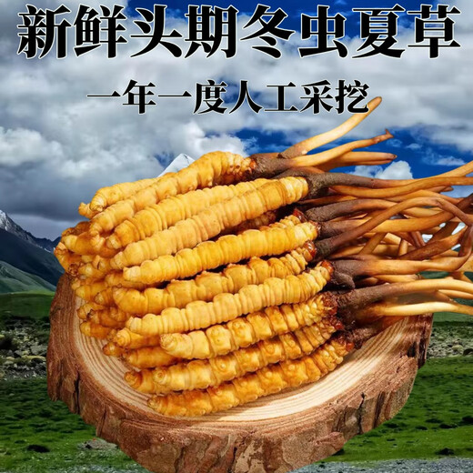 
Genuine 2025 fresh Cordyceps sinensis stubble Cordyceps sinensis 0.8g/root of fresh Cordyceps sinensis SF Express cold chain shipment Tibet fresh grass 1.0-1.2g each 50 pieces are given 3 pieces