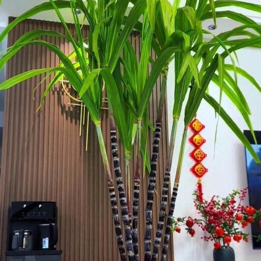 Authentic Guangxi black-skinned sugarcane seedlings can be potted with 3 to 4 buds per root in the middle section and high survival rate. 5 black-skinned sugarcane seedlings