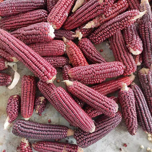Old variety lantern red corn, traditional 1970s old-fashioned farmhouse reserved seed corn on the cob, edible red corn 50g, about 200 grains