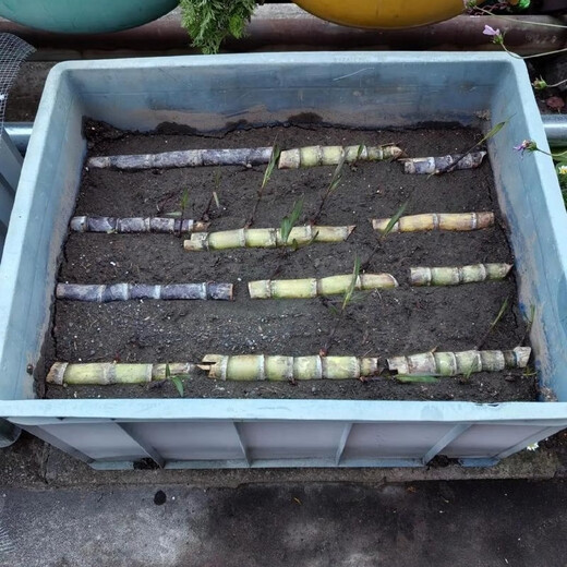 Authentic Guangxi black-skinned sugarcane seedlings can be potted with 3 to 4 buds per root in the middle section and high survival rate. 5 black-skinned sugarcane seedlings