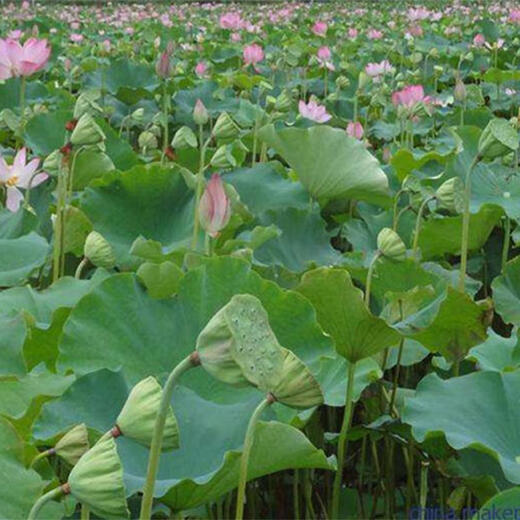 New space lotus No. 36 lotus root seedlings, high-yielding lotus seed lotus seeds, lotus root seedlings, edible fruit lotus seed seeds, pond planting, 50 selected lotus root seedlings with buds, purebred first-generation seedling belt