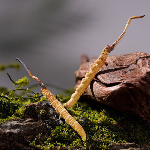 Пекин Тонгрентанг Cordyceps Cordyceps Cordyceps Тибетские снежные кордицепс 2 грамм один грамм сухой товары Cordyceps Подарки 50 50 подарочных коробок [Технические характеристики 3 грамм 1 грамм]
