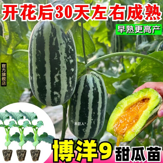 1163 items sold in 30 days. Super sweet Boyang No. 9 melon seedlings, cantaloupe seedlings, muskmelon seedlings with soil, horn honey and green treasure. Boyang melon seedlings/crisp and sweet/regular base seedlings. Buy 10+4 and send 14 seedlings +2 bags of fertilizer+tutorial.