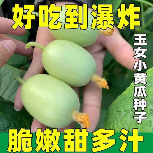 Mini Jade Girl Fruit Cucumber Seeds, raw, crispy, sweet and residue-free small cucumber seeds for four seasons potted balcony vegetable seeds Jade Girl Fruit Cucumber Seeds, mini type, about 101 pieces, new species this year