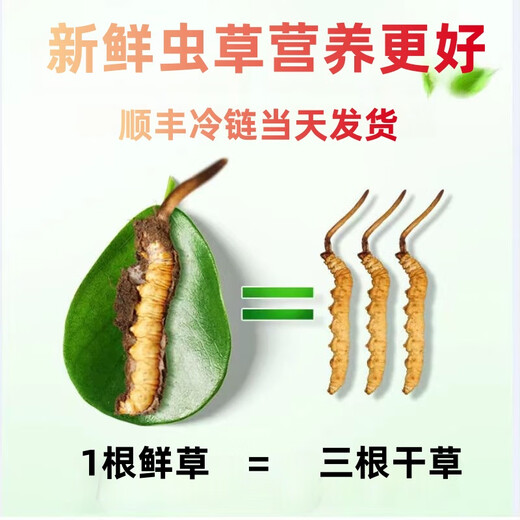 
Luzhangtang 2025 Fresh Cordyceps sinensis Cordyceps SF Express Cold Chain Direct Hair Selected Fresh Grass, each of Tibetan fresh Cordyceps 0.8 grams, 100 packs