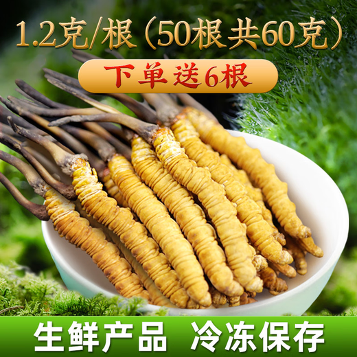 
2025 Fresh Cordyceps Authentic First-Stage Fresh Cordyceps 1.2g/root of genuine fresh grass for gift supplements 0.8-1.0g/root [Cryo-save] 50 roots for 6 fresh Cordyceps and gift boxes