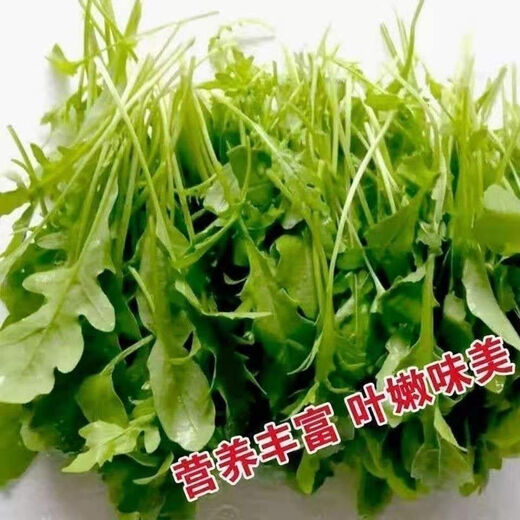 Big Leaf Stinky Gemüse Nordost Kleine stinkende Gemüse -Rucola -Samen im Frühjahr und Herbst Balkon Gemüsegarten Topf wildes Gemüse stinkend Gemüsesamen [diesjährige hervorragende neue Art] Gute Sorten [etwa 489 Kapseln] köstlich und köstlich