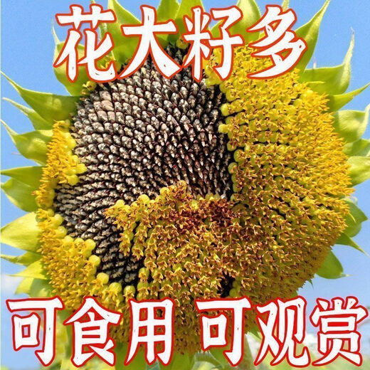 Edible Seneca sunflower seeds are easy to grow high-yielding melon seeds. Edible Sunflower seeds are grown in the field. Edible Seneca sunflower seeds are 150 capsules and 3 packs.