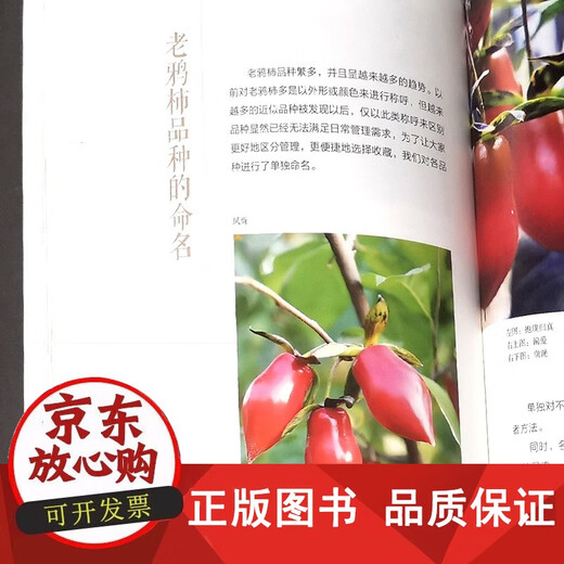 Lao CANG Persimmon Bonsai Pengda propagation greffant Couper les connaissances de base de la CANG LAO Persimmon, Compétences de maintenance, conseils de production et autres livres de bonsaï 1475 Chine Forestry Publishing House